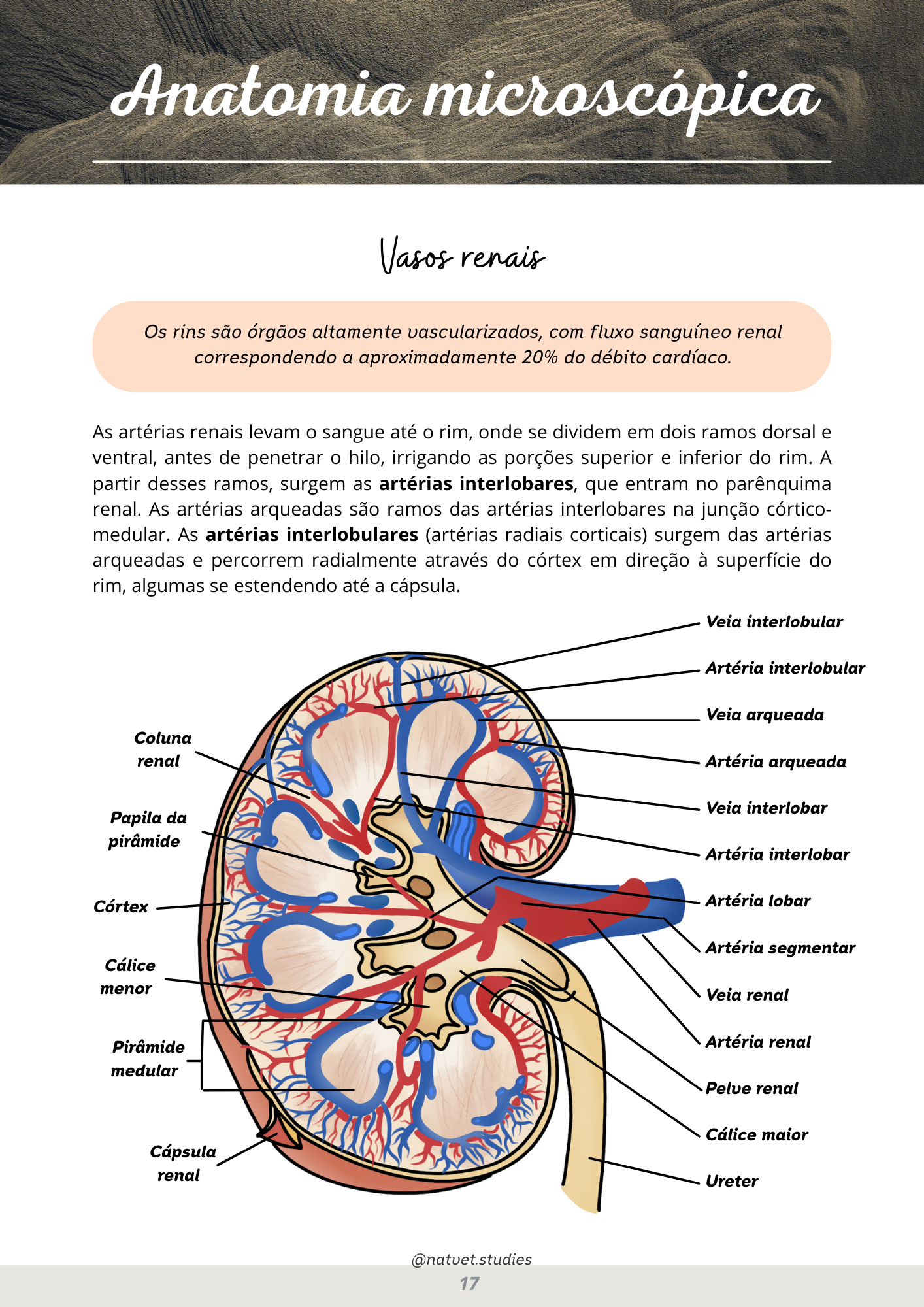 Prévia do material — 17.png