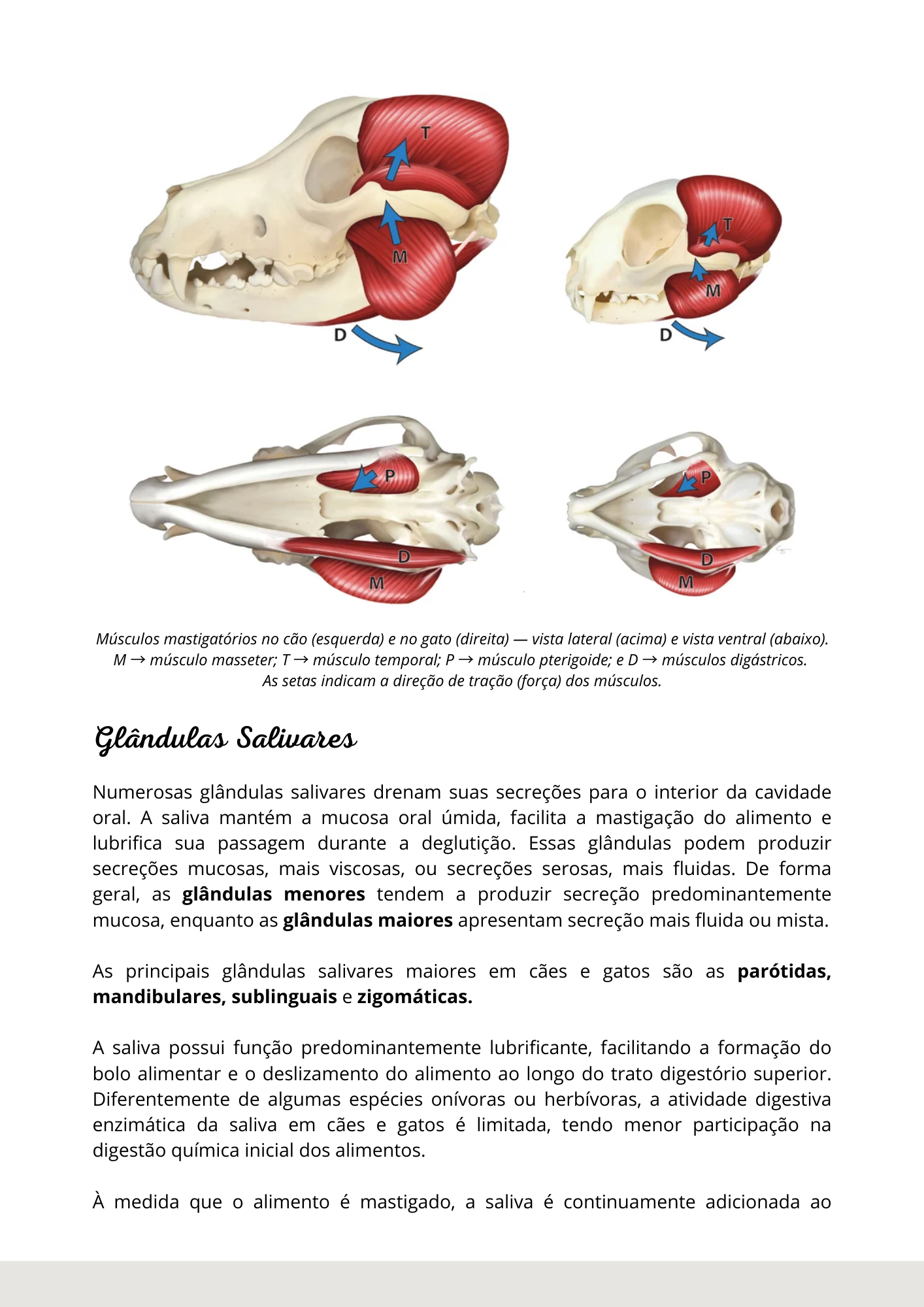 Prévia do material — 20.png