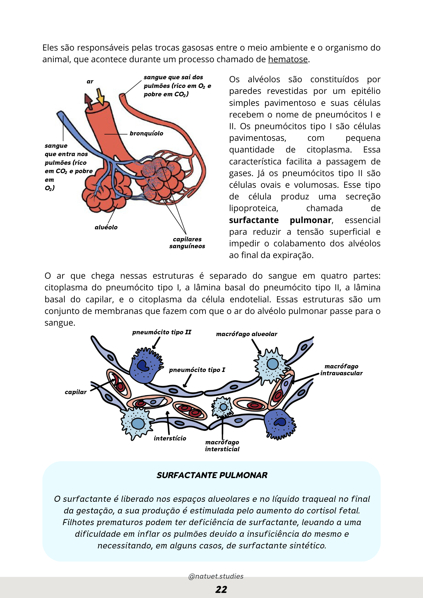 Prévia do material — 22.png