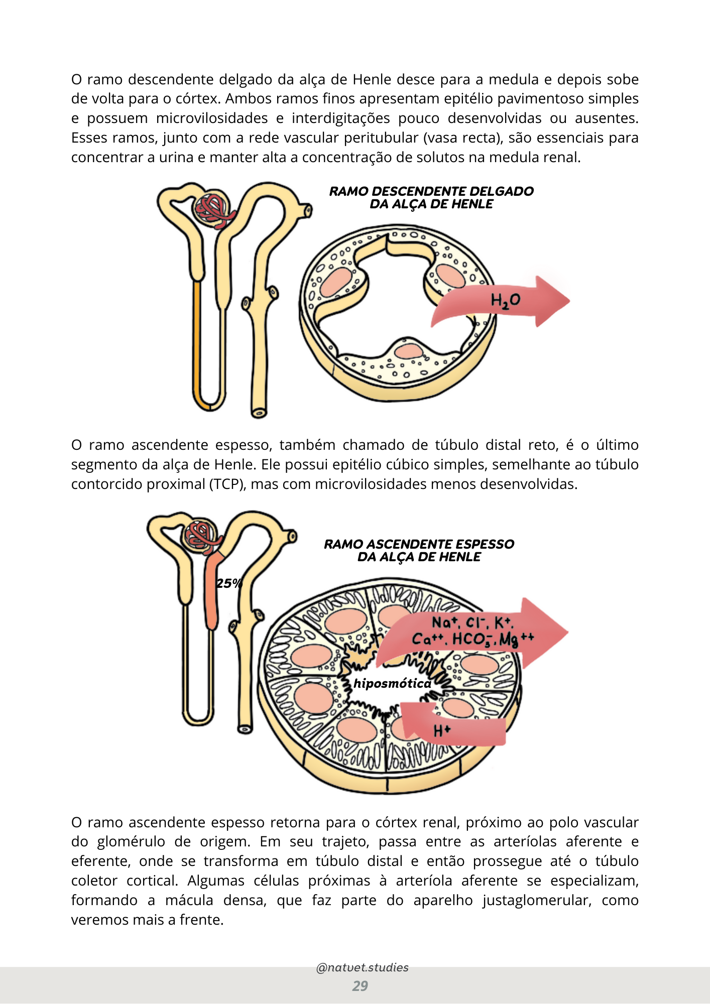 Prévia do material — 29.png