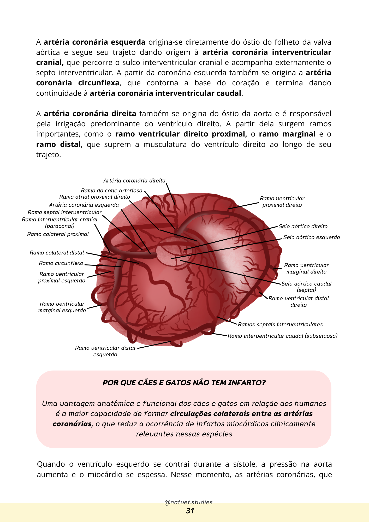 Prévia do material — 31.png