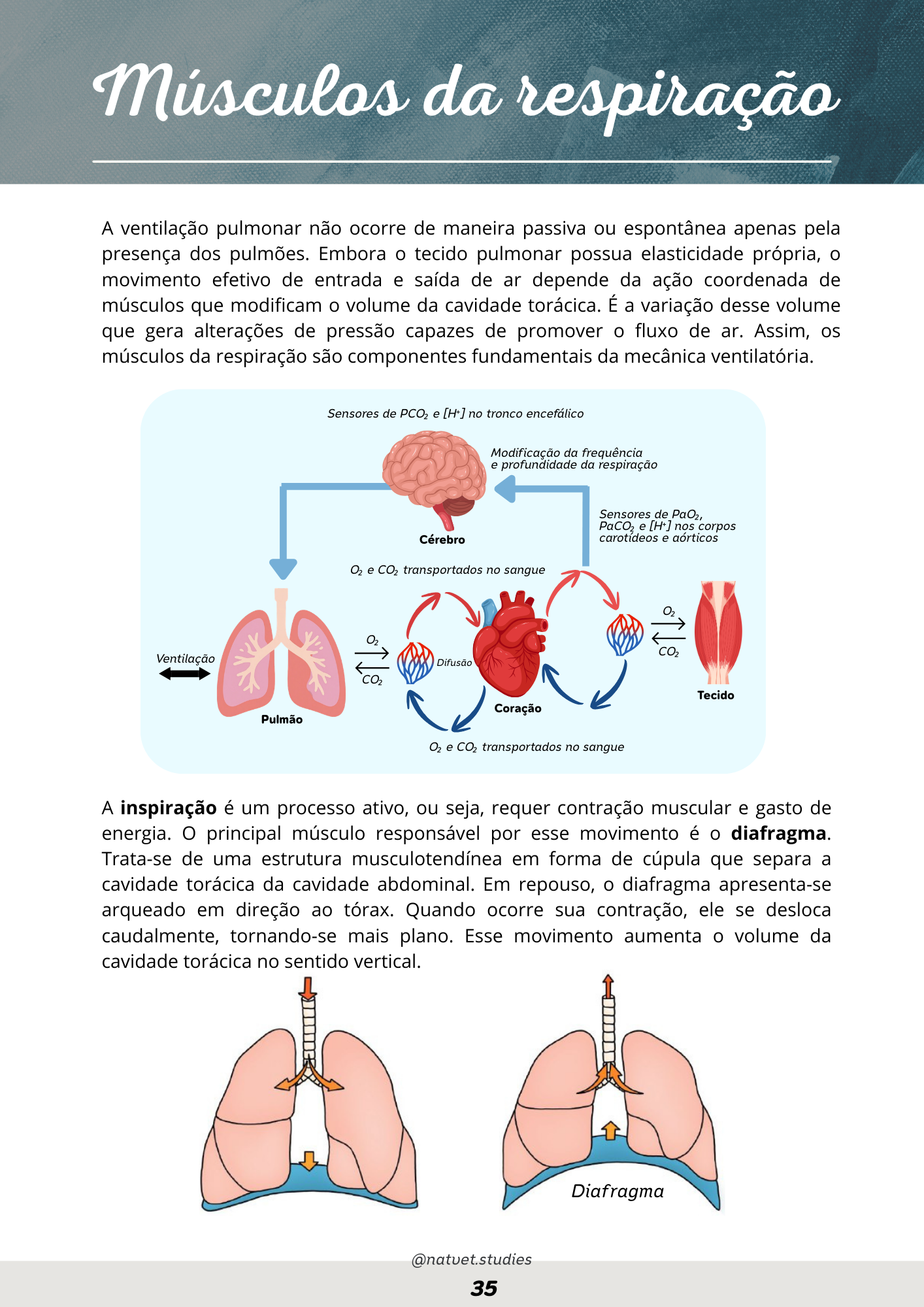 Prévia do material — 35.png