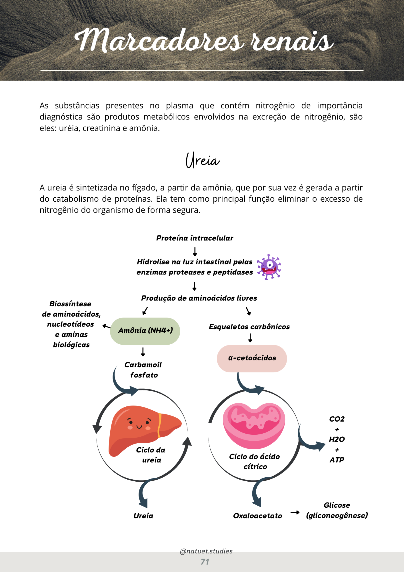 Prévia do material — 71.png