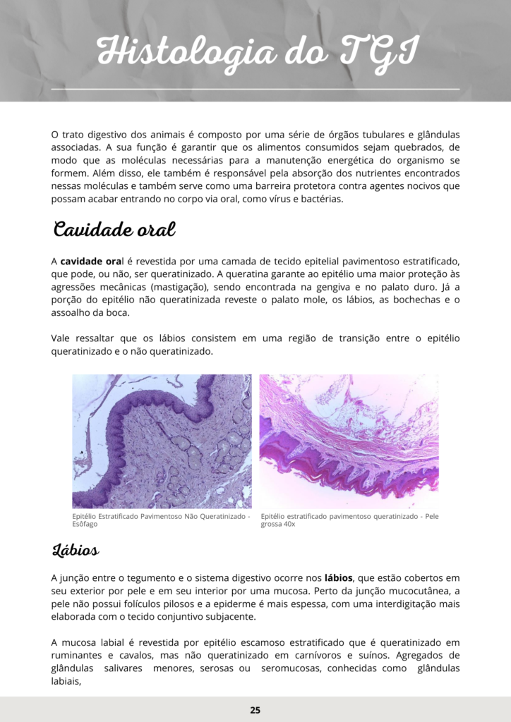 histologia tgi