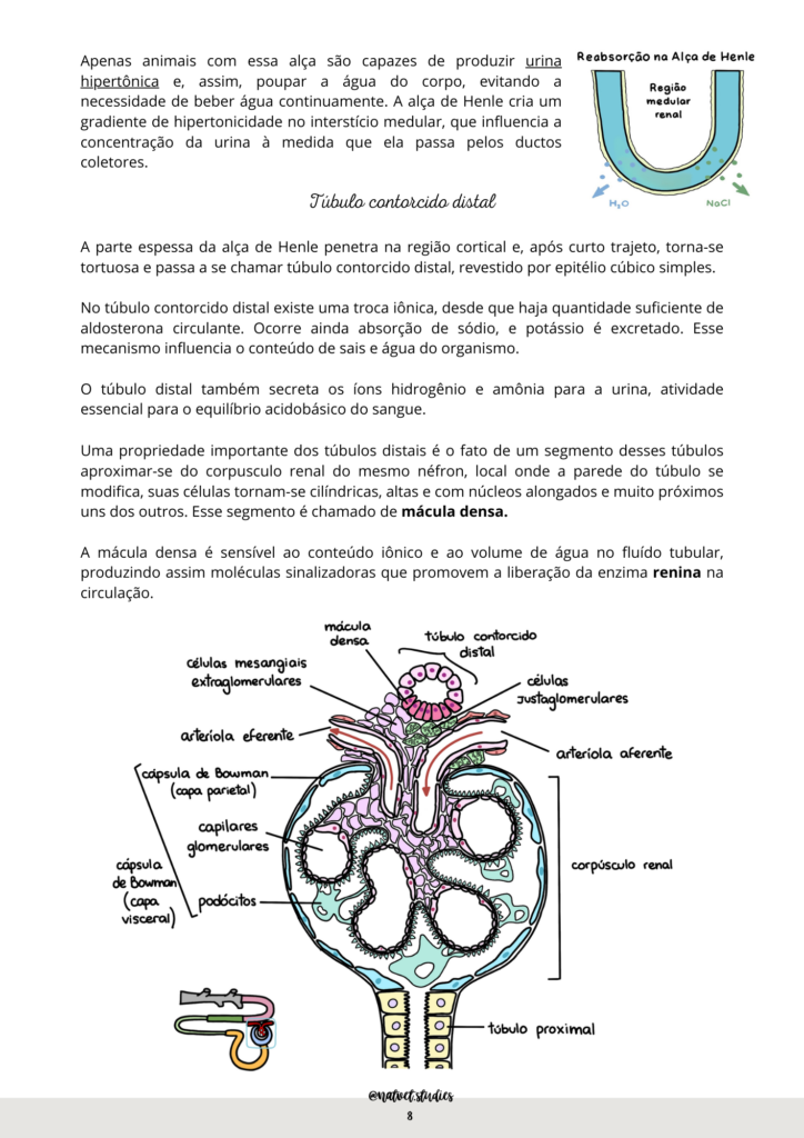 tubulo contorcido proximla