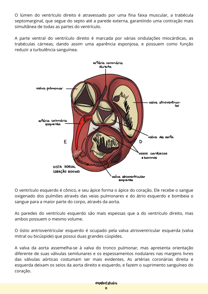 ventriculos